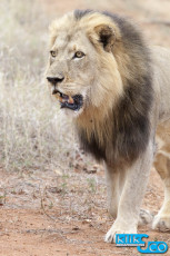 16 Zuid-Afrika 113