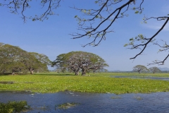 2014-Sri-Lanka-Zo-250-1