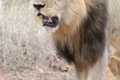 16 Zuid-Afrika 113
